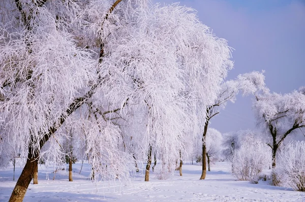 北方的冬天 — 图库照片