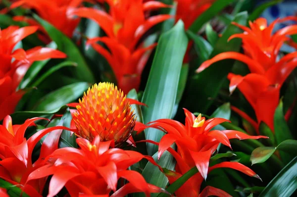 stock image Beautiful flowers