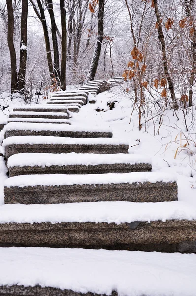 stock image The stone steps of the forest
