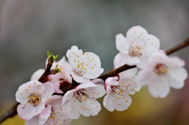 Apricot Flowers clipart