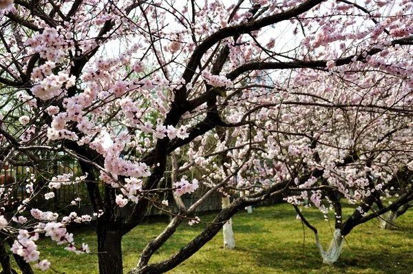 stock image Paradise Park in full bloom