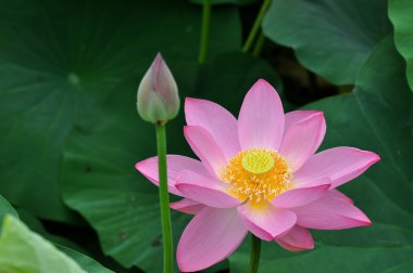 Blooming lotus clipart