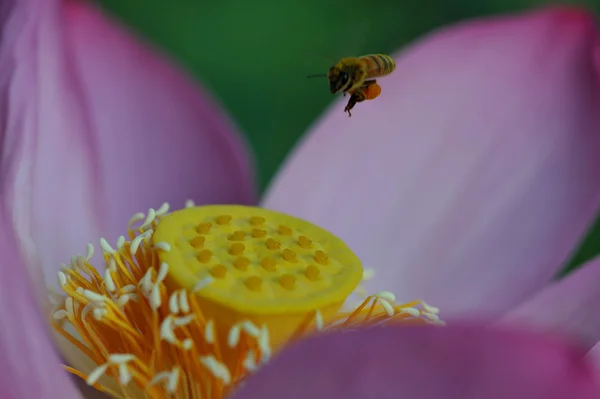 Lotus ve arılar