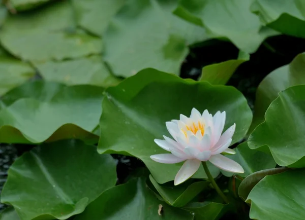 stock image Water lily