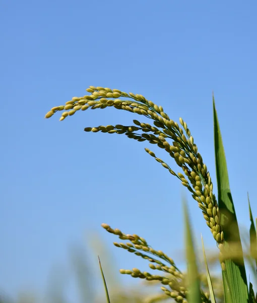 stock image Rice under the sun