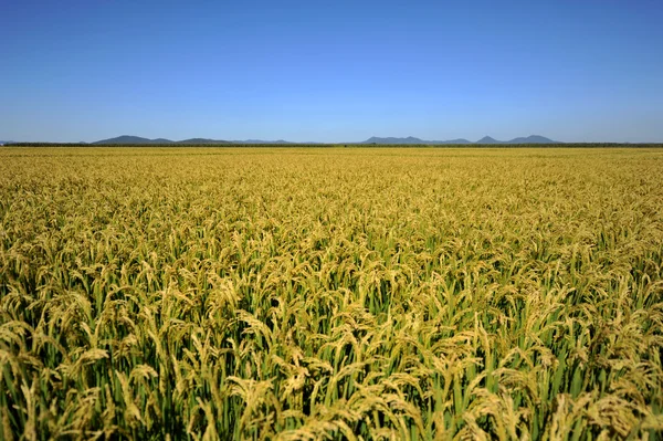 stock image Golden rice