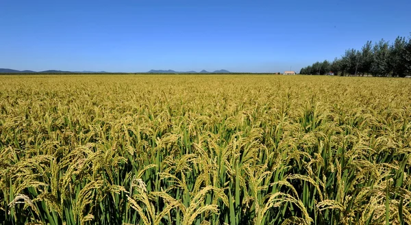 stock image Golden rice