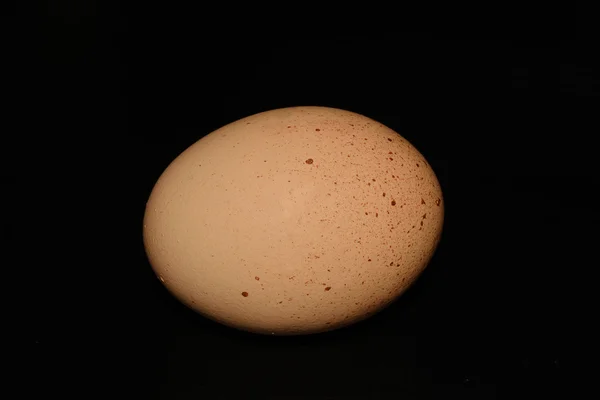 Egg on black — Stock Photo, Image
