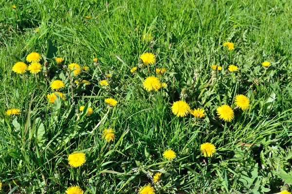 Flores de diente de león sobre hierba verde — Foto de Stock