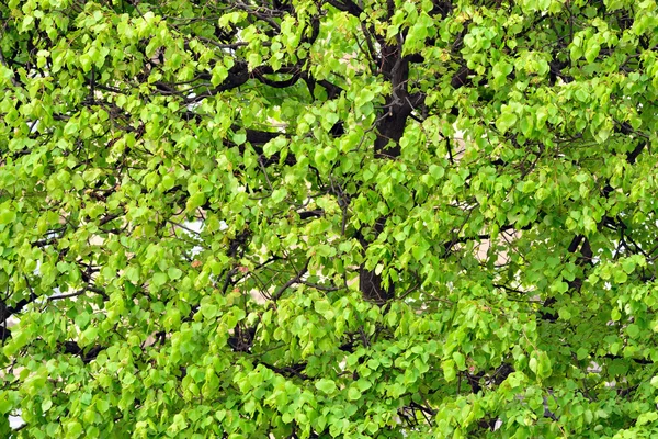Photo de fond de petites plantes vertes dans l'arbre — Photo