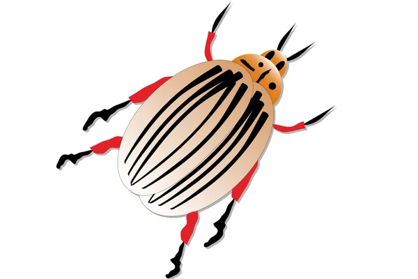 Colorado potato beetle — Stock Vector