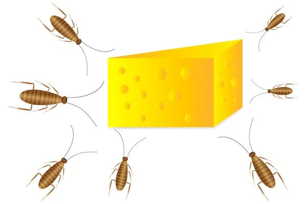 ゴキブリとチーズ — ストックベクタ