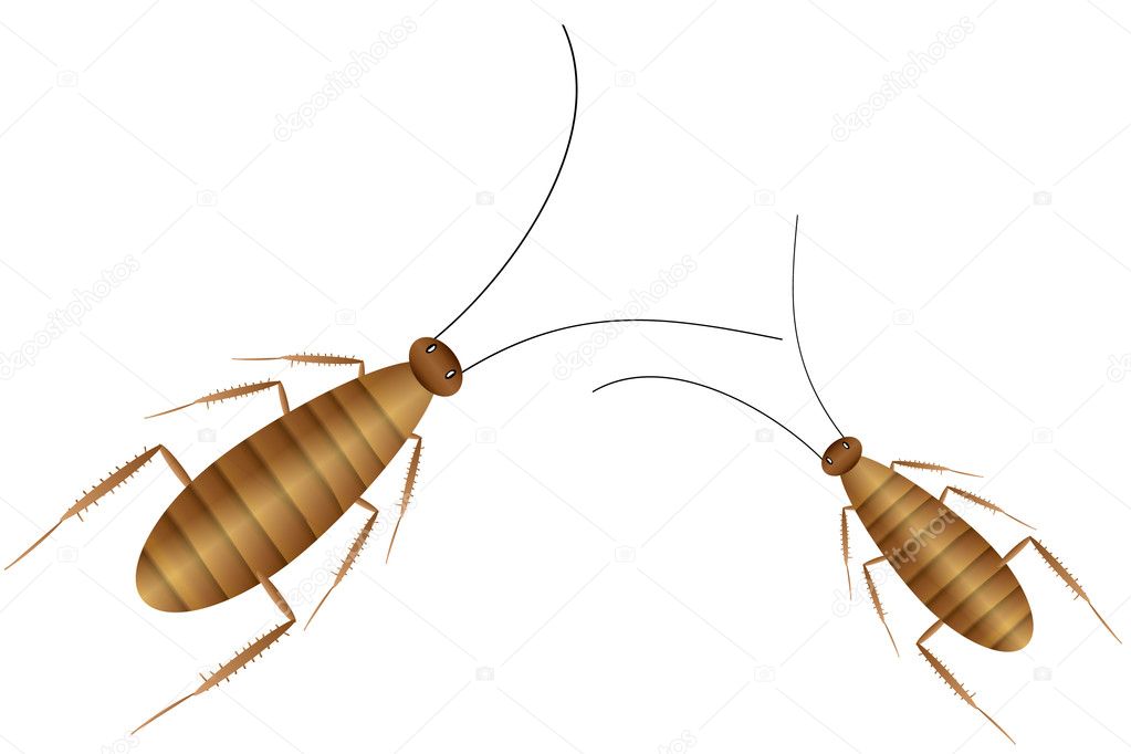 Cockroaches Isolated