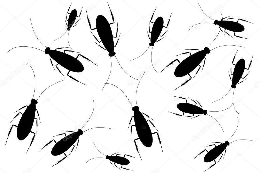 Black cockroaches isolated on white background