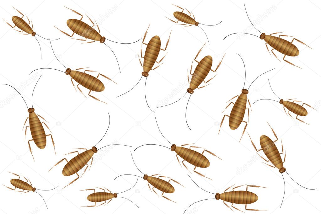 Cockroaches isolated on white background