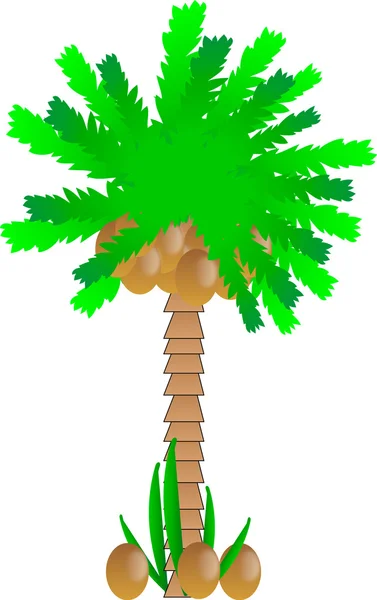 Palmy s kokosovými ořechy — Stockový vektor