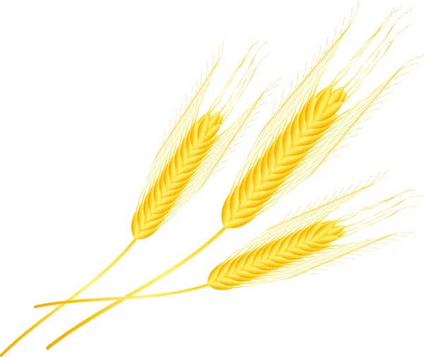 Beyaz üzerine izole buğday — Stok Vektör