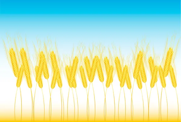 Field of wheat — Stock Vector