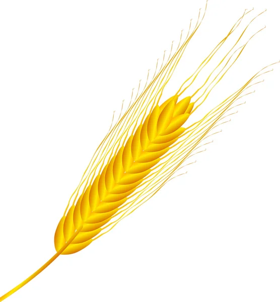 Oreille de blé vecteur — Image vectorielle