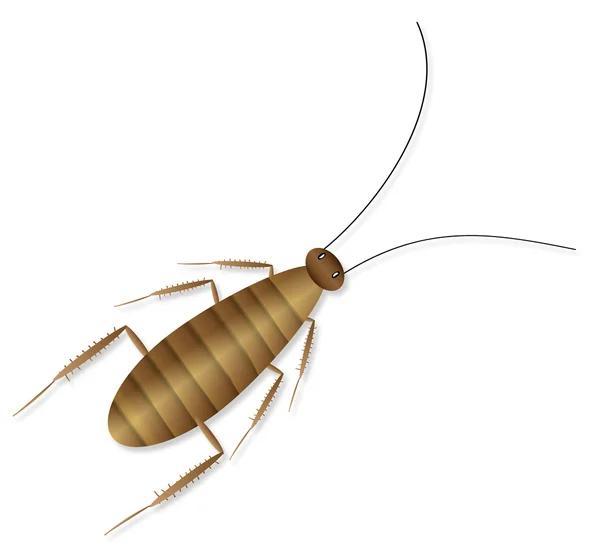 Kakkerlak op wit — Stockvector