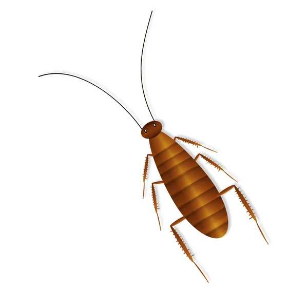 Kakkerlak op wit — Stockvector