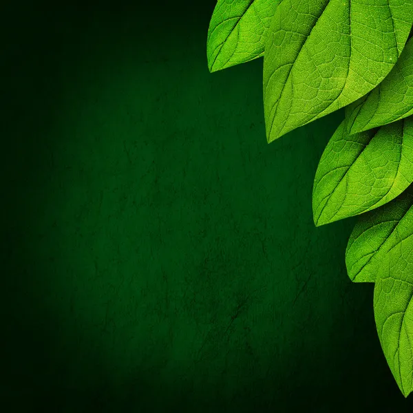 Foglie verdi su sfondo scuro — Foto Stock
