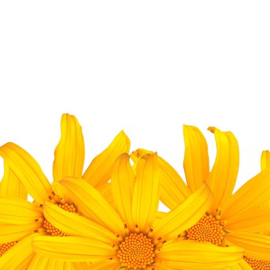 sarı çiçek izole