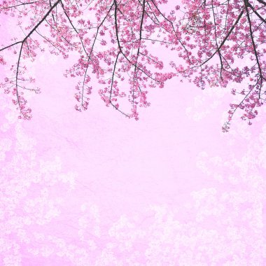 Pink sakura abstract background