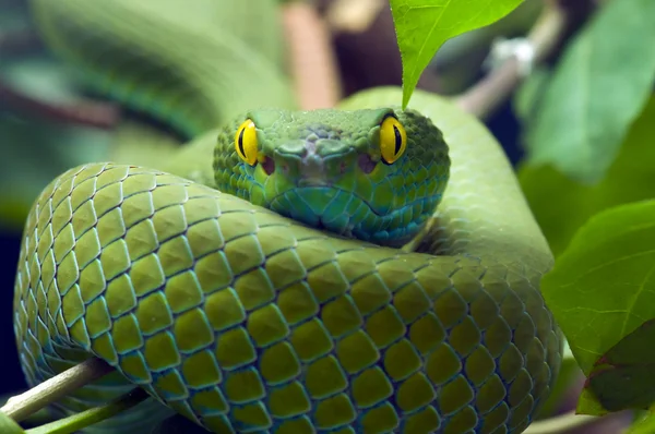 Fotos de Cobra verde, imagem para Cobra verde ✓ Melhores imagens |  Depositphotos