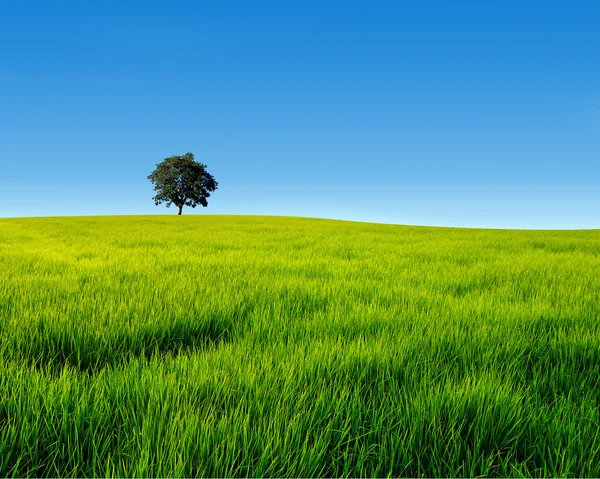 Ensam träd på fältet — Stockfoto
