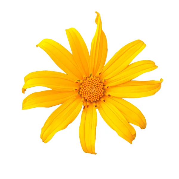 stock image Yellow flower isolated