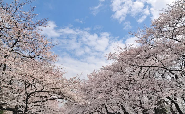 Bela árvore sakura — Fotografia de Stock