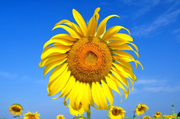 Sunflowers under the blue sky — Stock Photo, Image