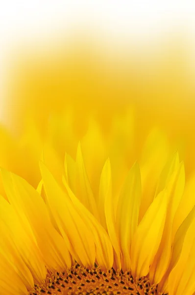 Background of sunflower petal — Stock Photo, Image