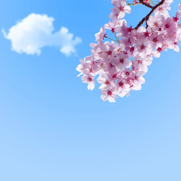 Синее небо над Сакурой — стоковое фото