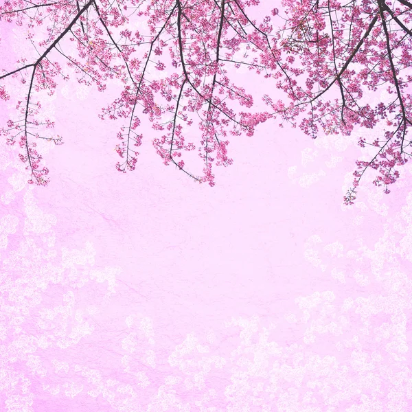 Abstraktní pozadí růžový sakura — Stock fotografie