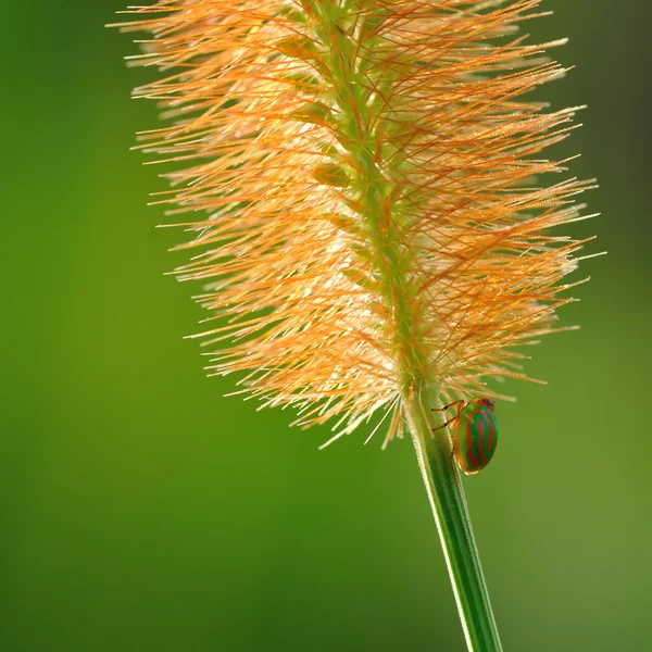 对草花的小虫子 — 图库照片