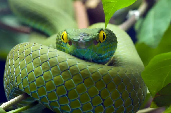 Serpente verde Immagini Stock Royalty Free