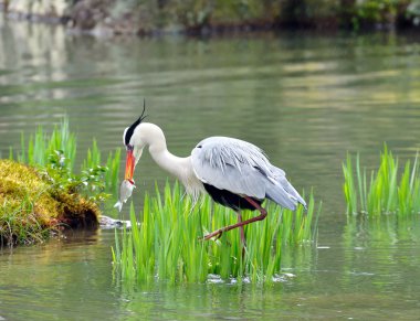 Japanese crane clipart