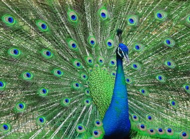 Nice peacock clipart