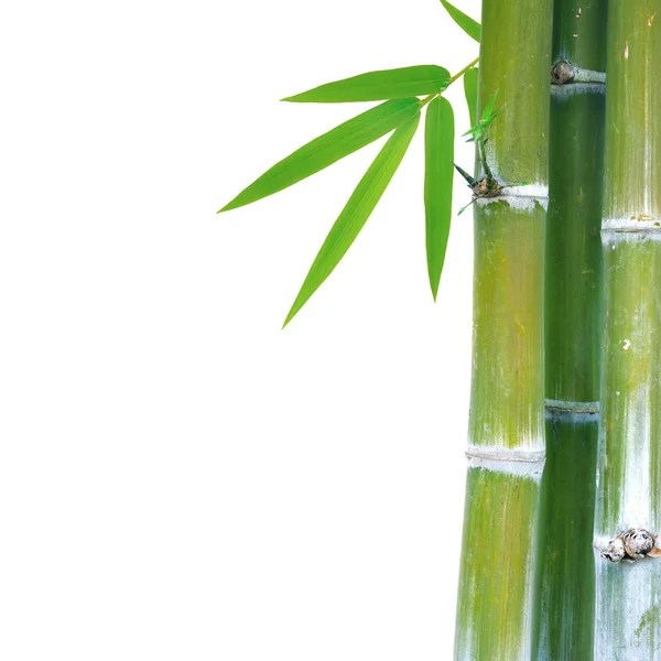 화이트에 대나무 — 스톡 사진