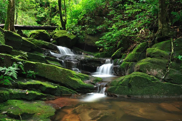 stock image Rain forest