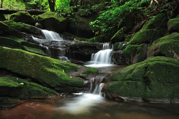 stock image Rain forest