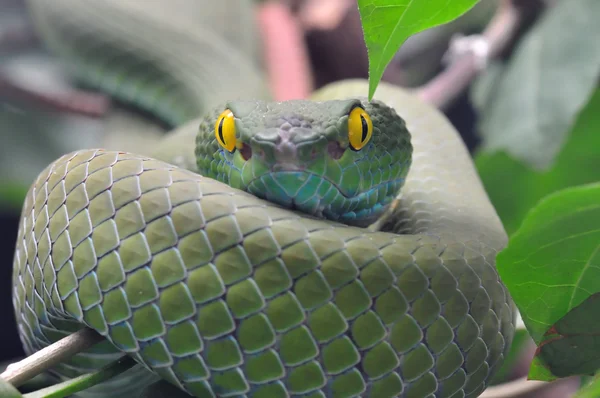 緑のヘビ — ストック写真