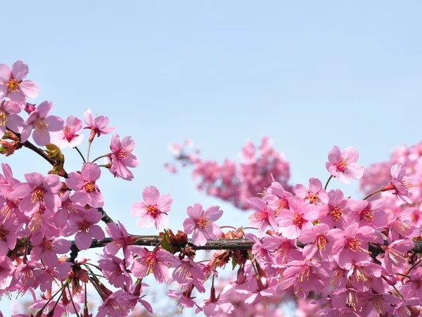 Sakura — Photo