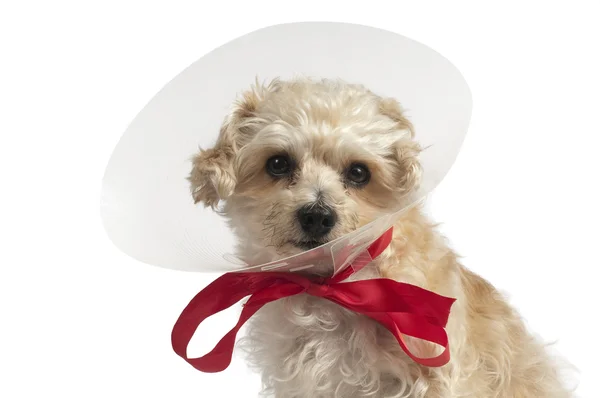 stock image Yellow dog with plastic ear protection