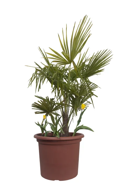 Palmboom en twee tulp bloemen in een pot — Stockfoto