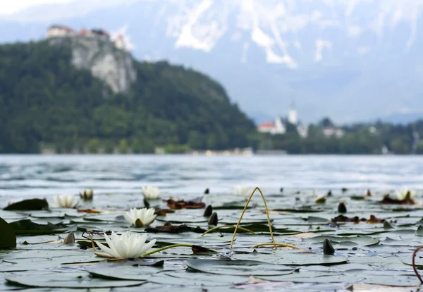 Blejsko jezero, Bled — Stock Photo, Image