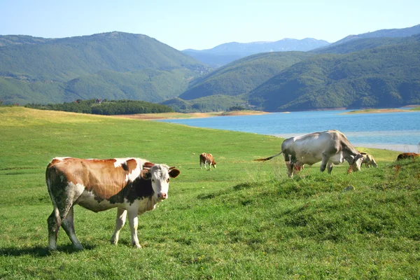 Коровы на прекрасном лугу — стоковое фото