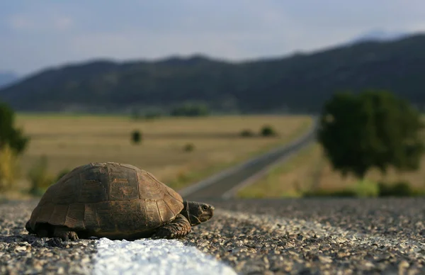 stock image Turtle on the road along the lake Beysehir